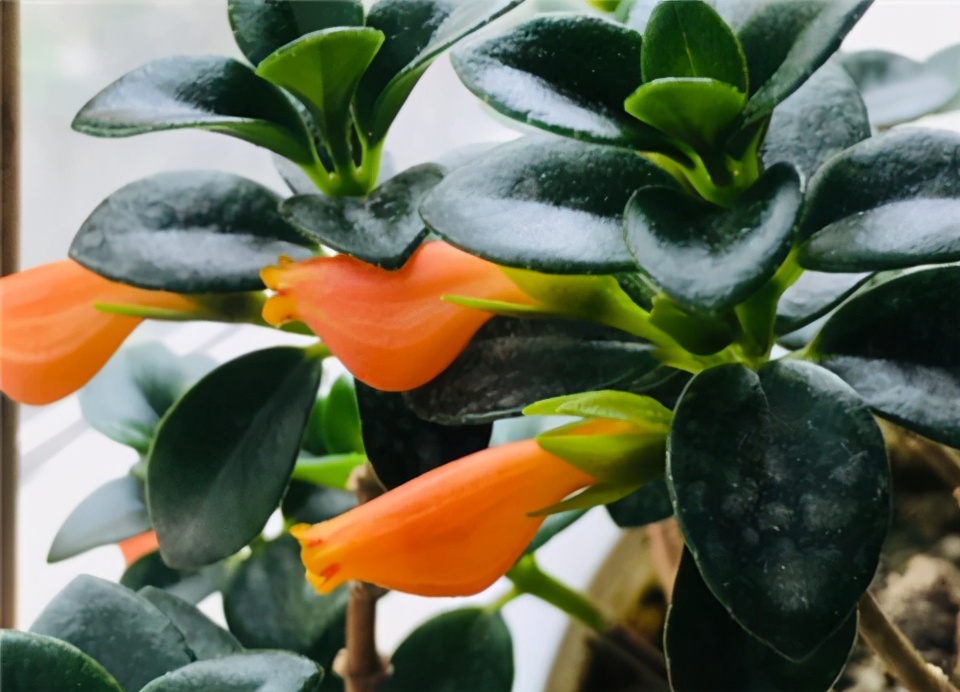 金鱼吊兰冬天怎么养才能活,金鱼吊兰冬天怎么养最合适