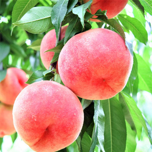 桃树介壳虫防治,桃树谢花后打介壳虫的药能不能用