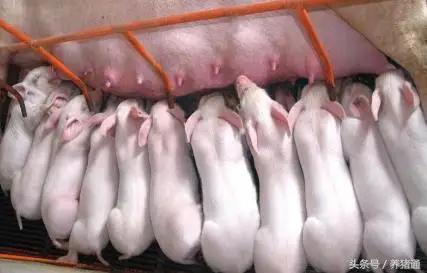 老兽医分析母猪奶水不足的原因,母猪没奶水原来可以这么办!