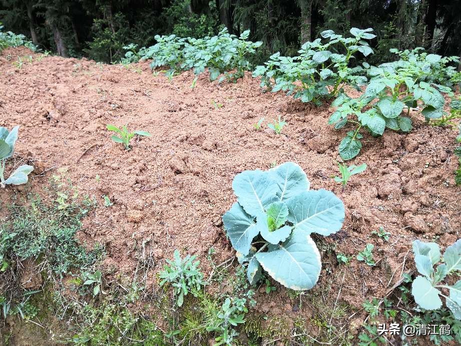 施用除草剂什么时候效果最好,苗前除草剂的效果受哪些因素影响
