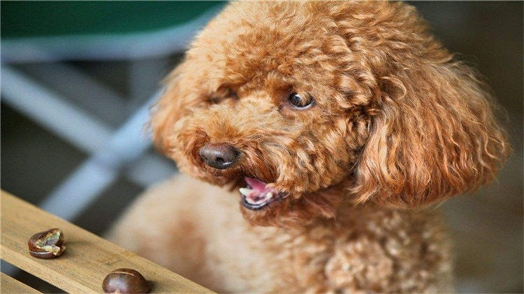 了解这几个知识，你会跟泰迪相处得更愉快