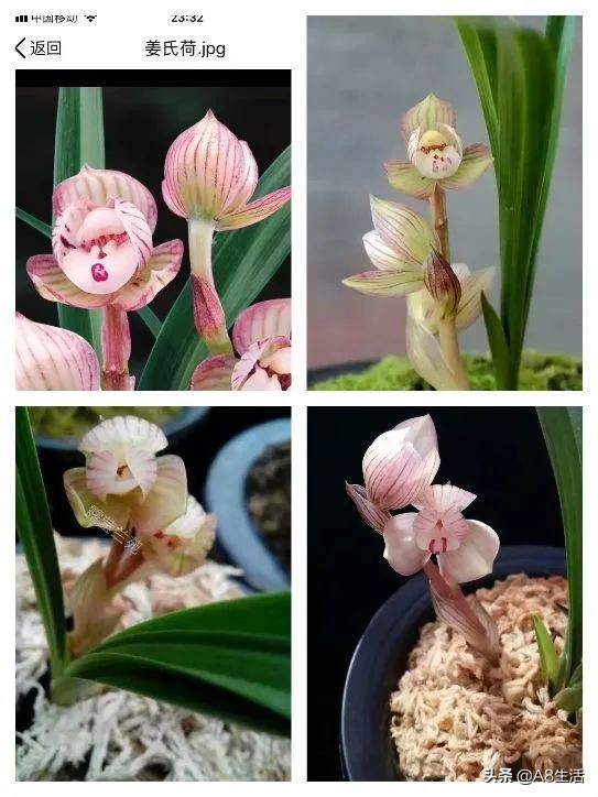 春兰姜氏荷兰名品欣赏,姜氏荷兰花春兰