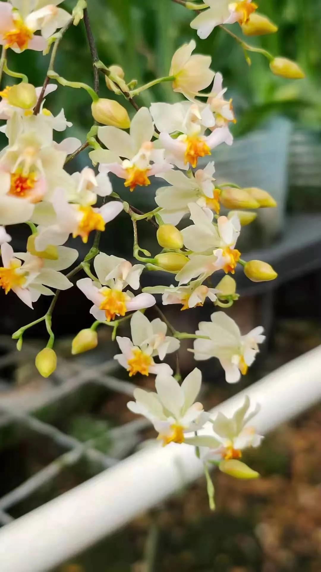 梦香兰的养殖方法,梦香兰花苗