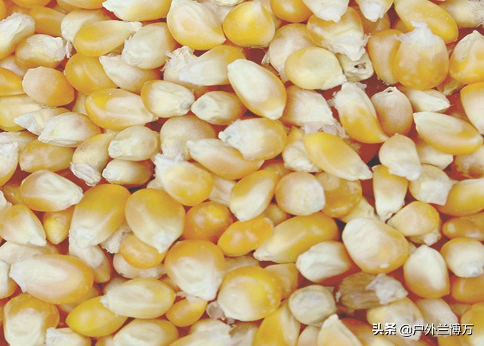 野钓如何用玉米粒钓鱼,玉米粒钓鱼的正确方法