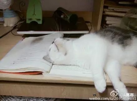 冲动下养猫，你和你的猫现在是怎样的生活？