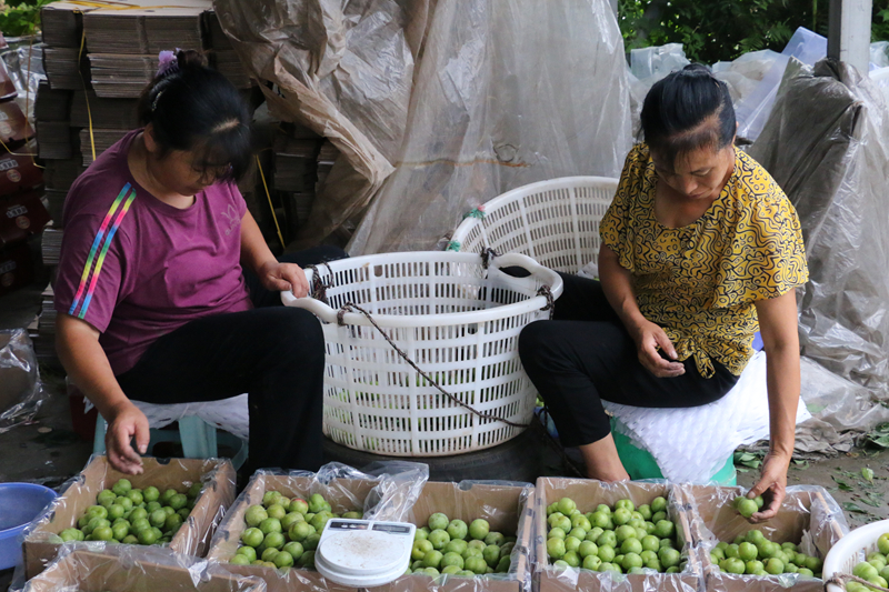 保供水果,保供应稳价格确保百姓菜篮子供应
