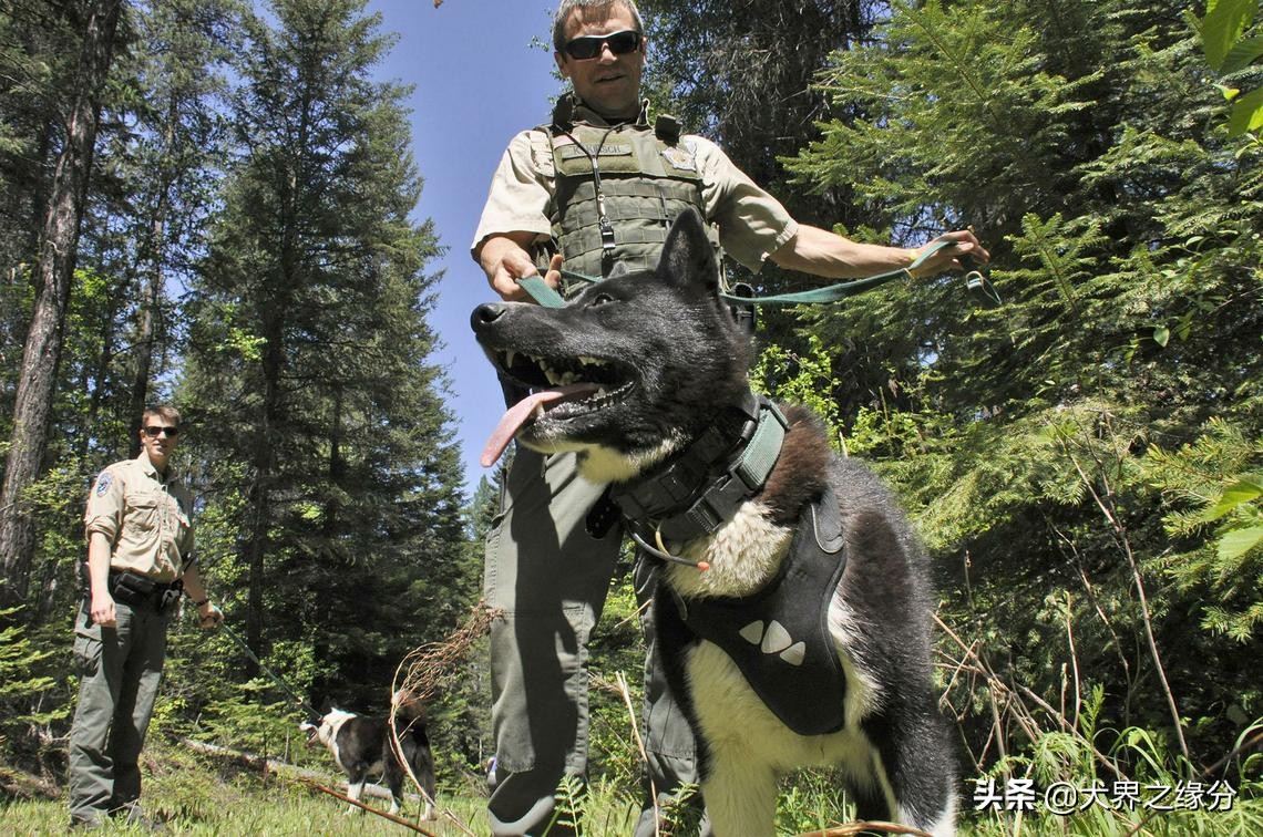 俄罗斯当地的高加索犬,俄罗斯高加索犬猎熊视频大全