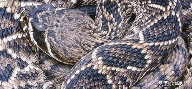 响尾蛇是不是濒危动物,无毒响尾蛇是沙漠响尾蛇的克星