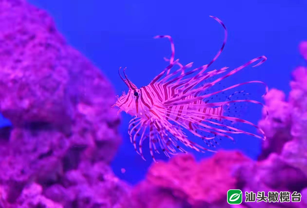 浸春湖水清鱼跃成网红打卡点！金砂公园经改造焕新颜