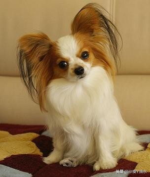 比尼熊狗狗价格,阿拉斯加狗狗价格