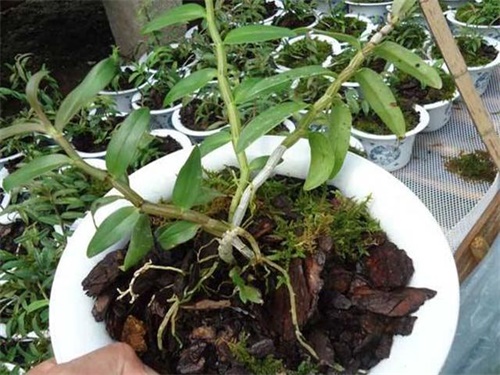 石斛兰黄叶烂根怎么拯救,石斛烂根