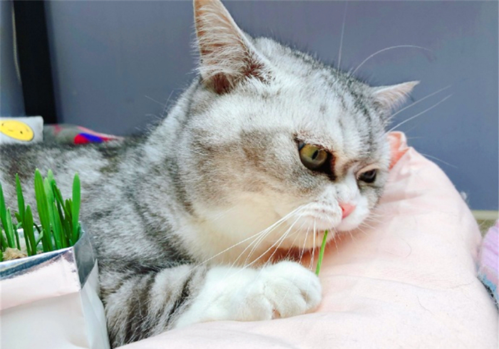 猫咪铲屎官必须知道的事情,猫咪肺部肿瘤症状及治疗方法