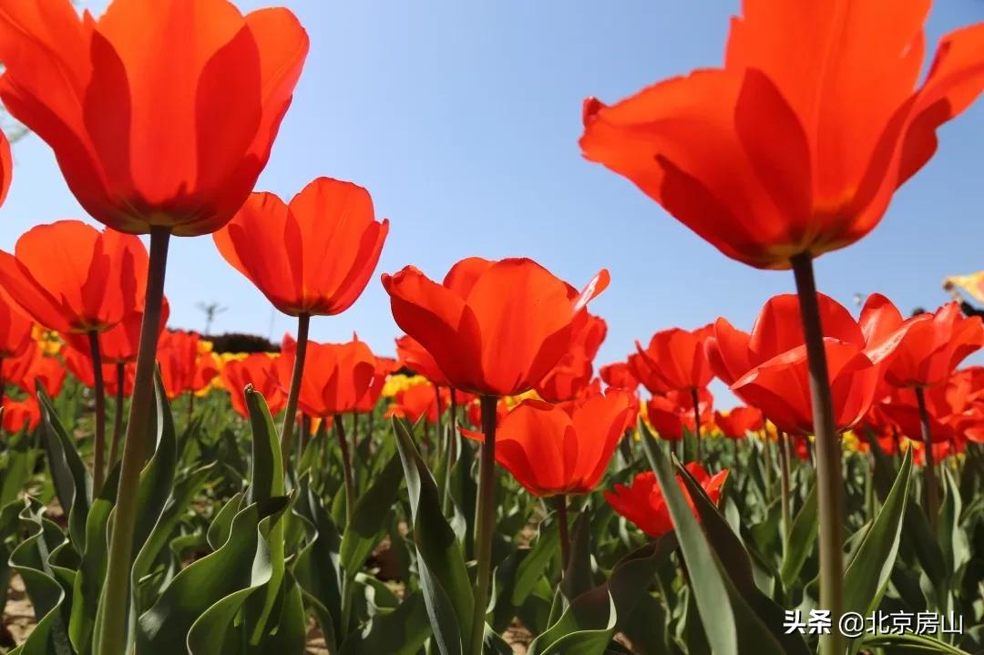 房山区长阳公园郁金香花,房山长阳公园郁金香花开了吗