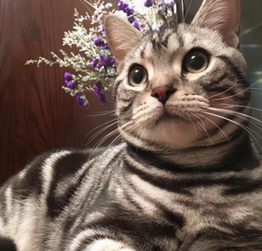 美短掉毛比一般的猫严重怎么办,美短为什么堪称完美