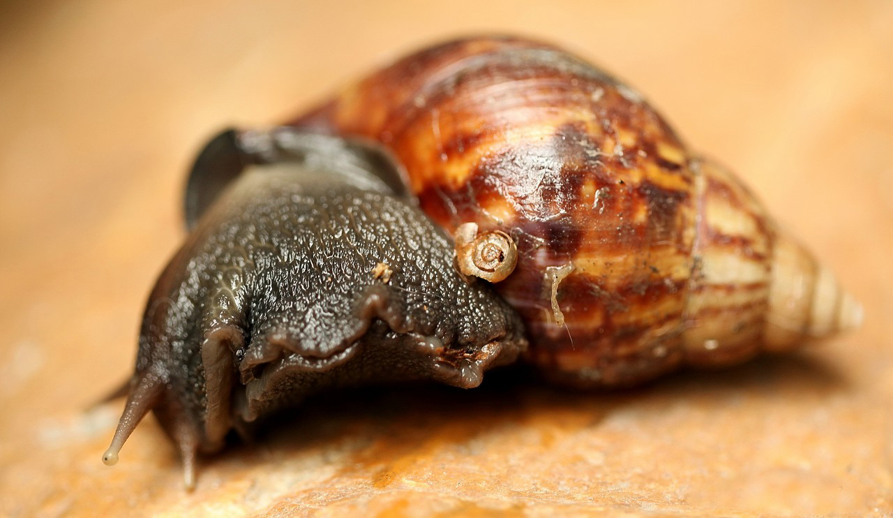 南方大蜗牛泛滥,下雨天出现的大蜗牛可以吃吗