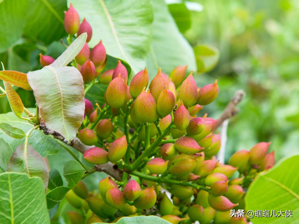 所有的新疆特产,旅游从新疆带的特产