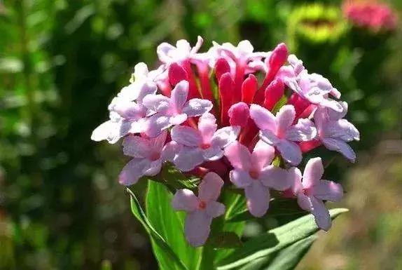 山西晋城析城山,极目胭粉遍草甸