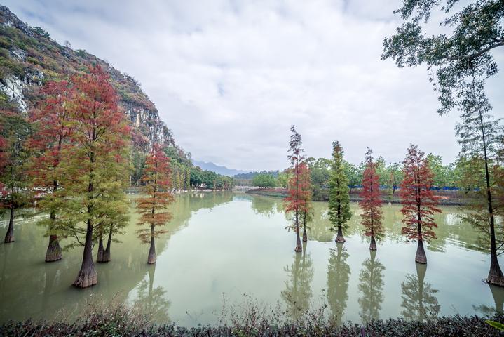 星湖冬日燃情，比落羽杉还要红的是什么？#我和湿地有个约会#