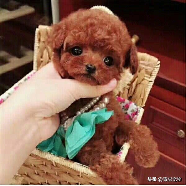 泰迪狗狗牙结石怎么去除,泰迪牙结石怎么去除