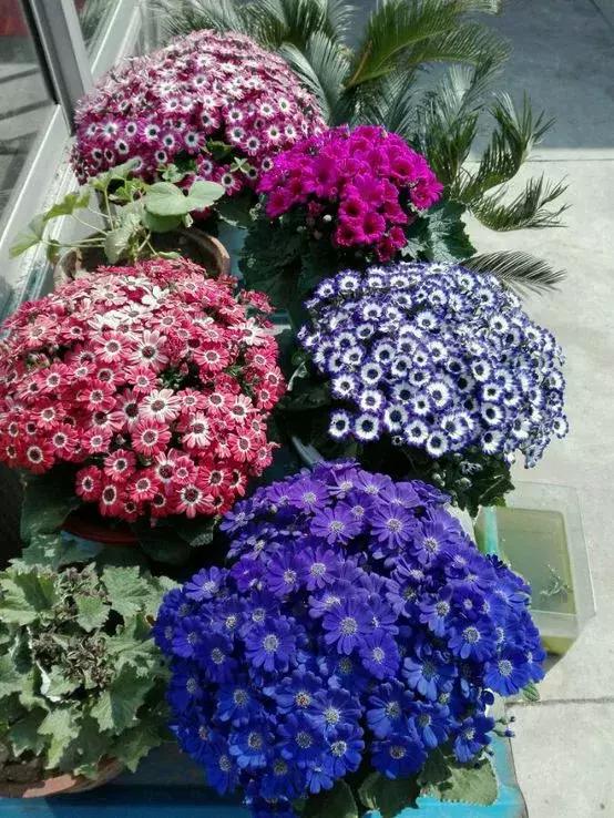 怎样才能让瓜多结果,怎样让瓜类多结瓜