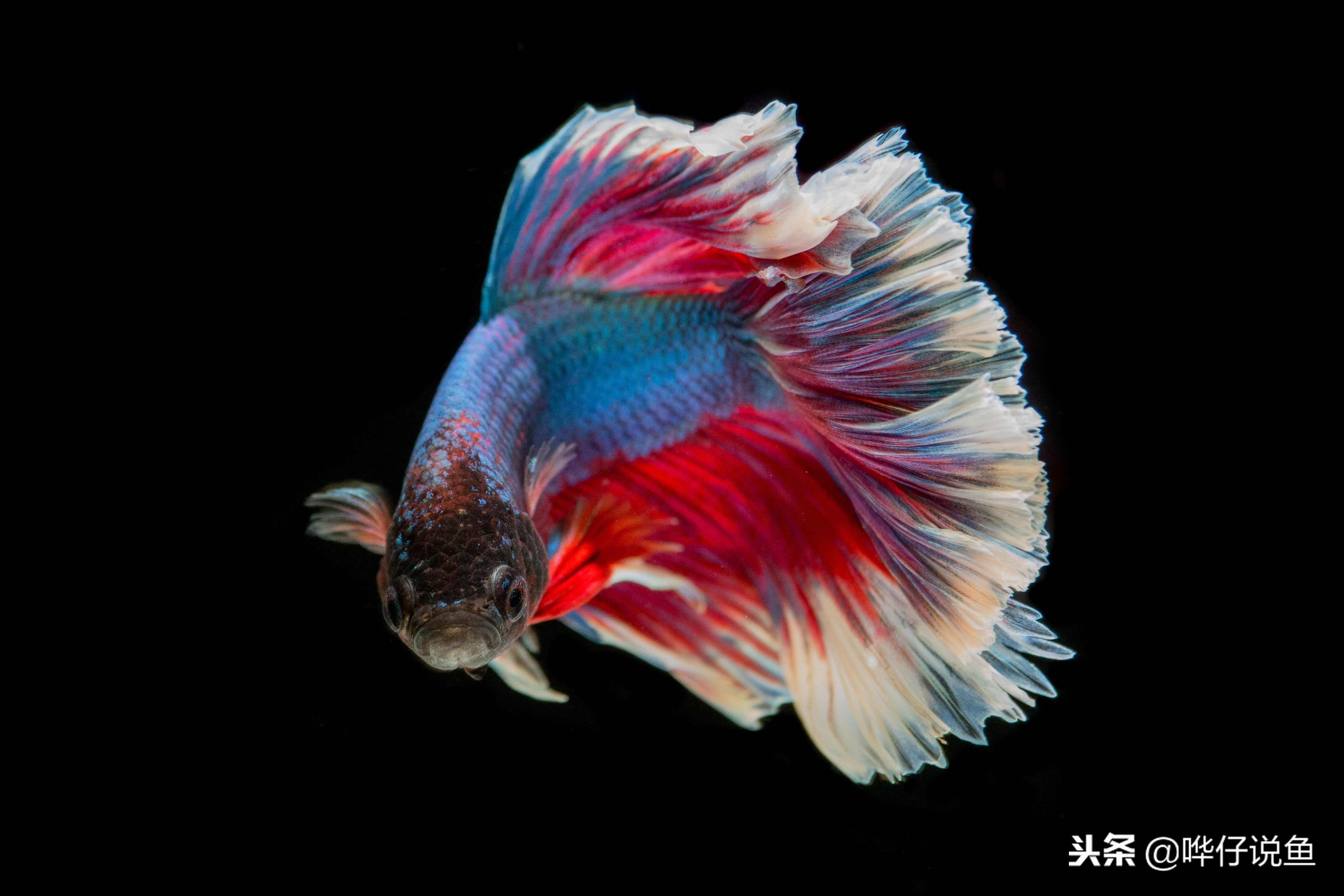 十大宠物鱼,宠物鱼排名前十的牌子