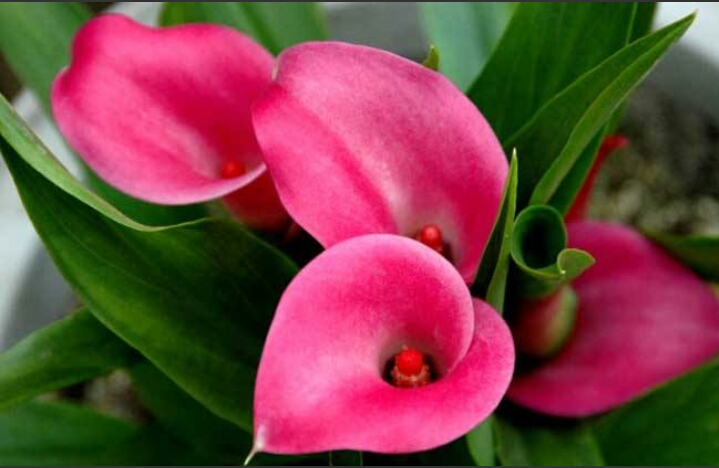 彩色马蹄莲怎么养爱开花图片,彩色马蹄莲夏季的养殖方法