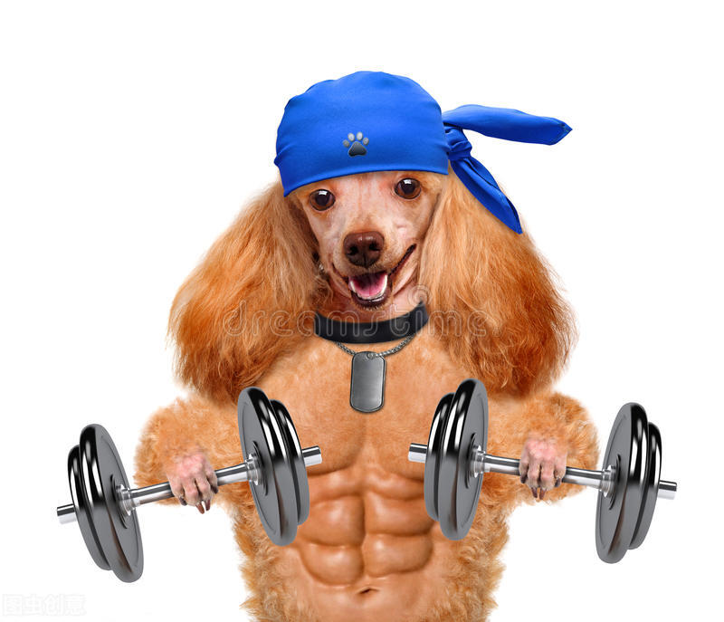 狗狗比较挑食应该吃什么狗粮好,三个多月的比熊狗狗挑食怎么办