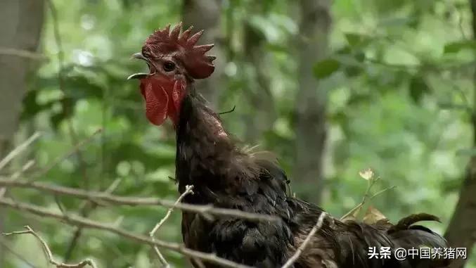 cctv致富经黑猪,cctv7农业节目致富经香猪