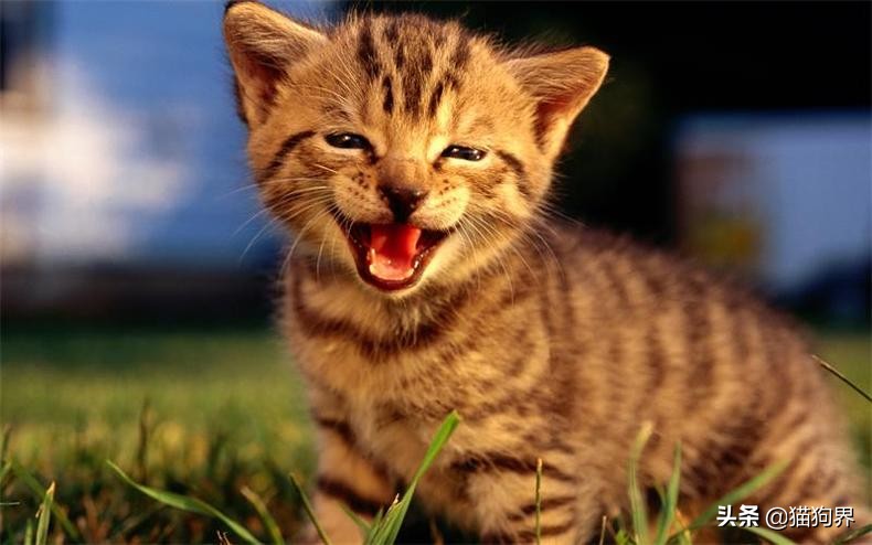 猫主子厌食怎么解决,猫主子病了怎么办