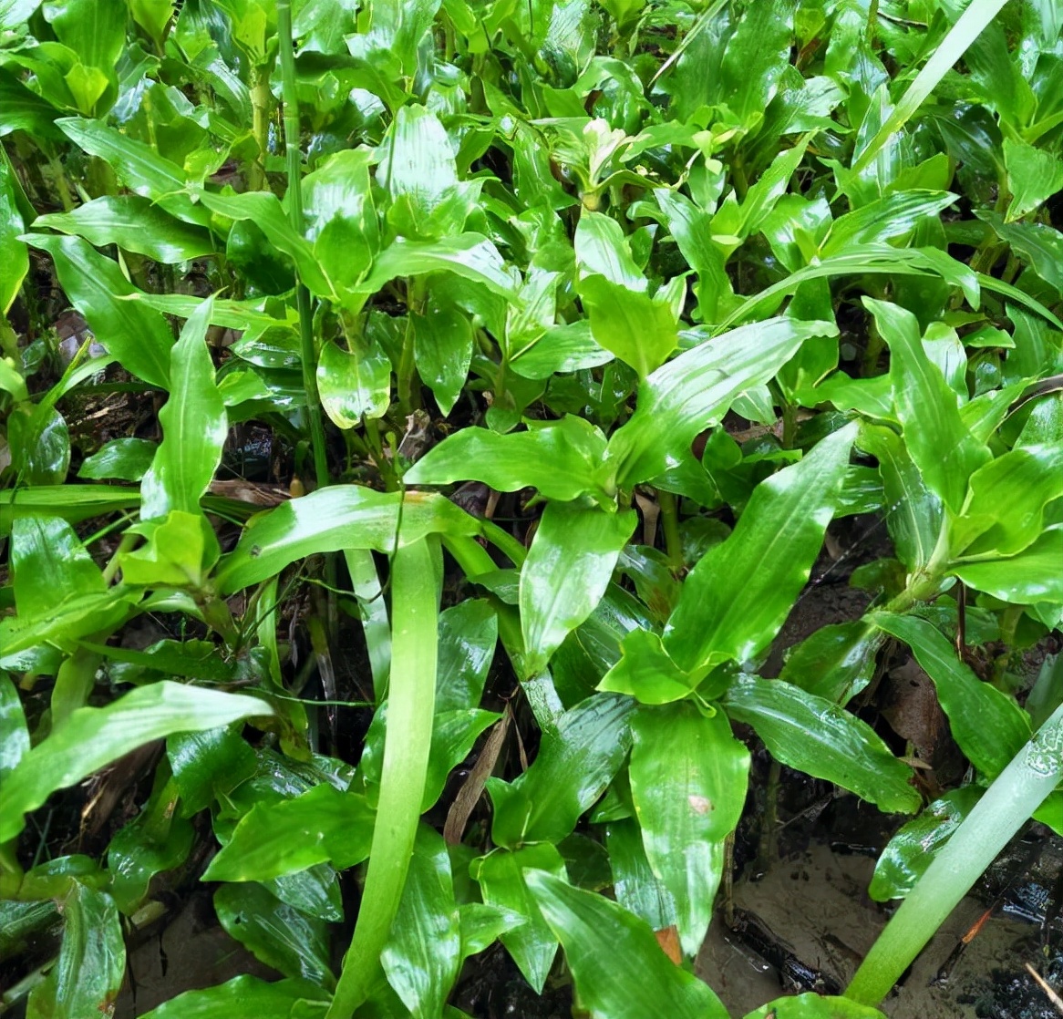 农村田边的这种野菜,农村田埂上的这种野草