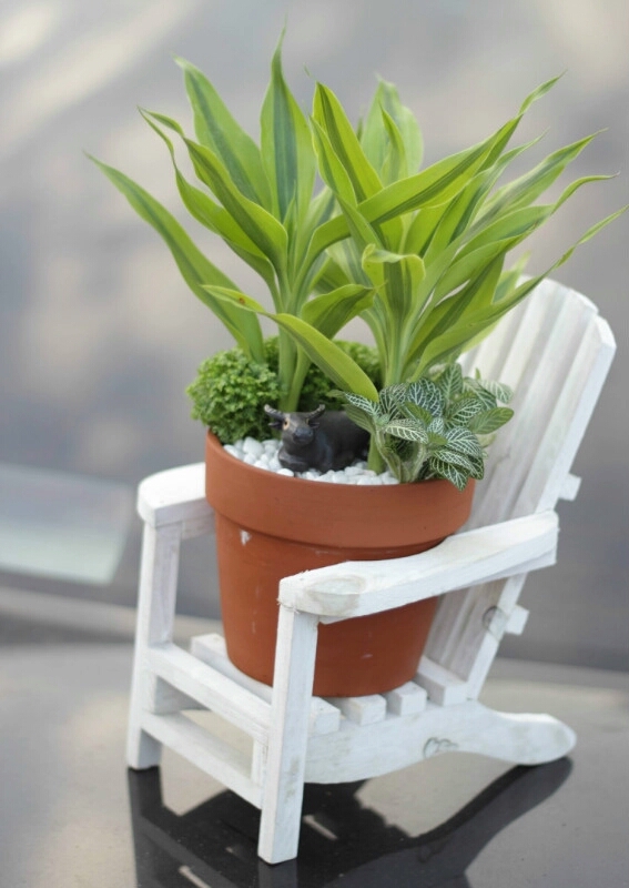 5月份刚上盆的阳台多肉怎么养护,多肉植物夏季养护问题讲解