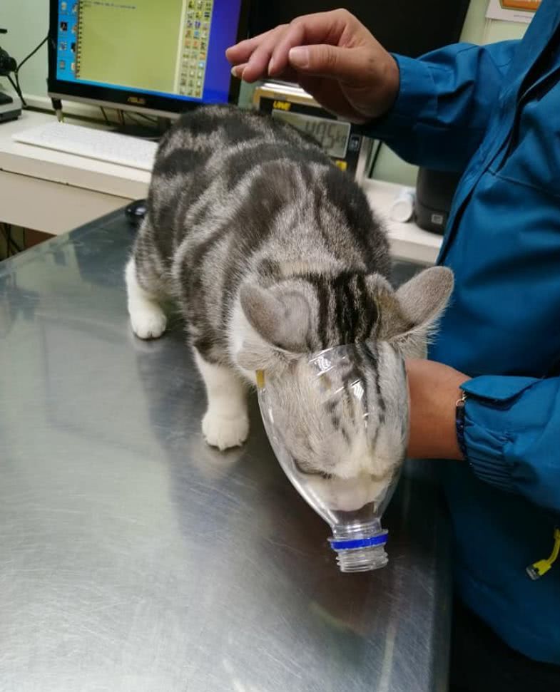 狗出门在外的大小便神器,院子里自制狗狗大小便神器