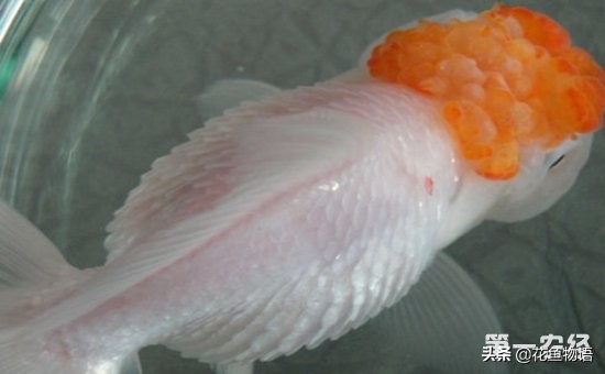 观赏鱼预防鱼病用盐还是用药,观赏鱼鱼病有哪些症状图片