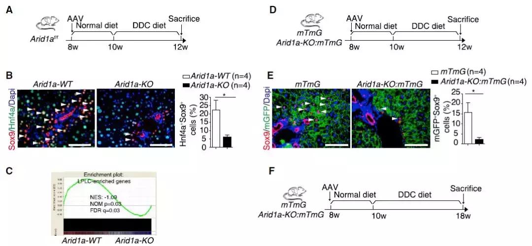肝脏体外再生,肝脏体外存活新技术