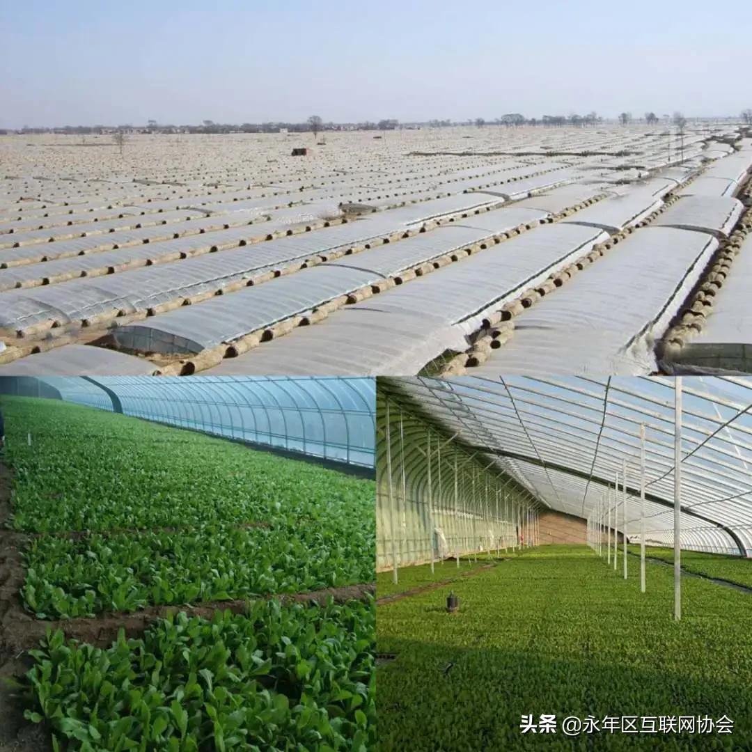 2024年乡村建设工作思路,乡村建设5年行动方案全文