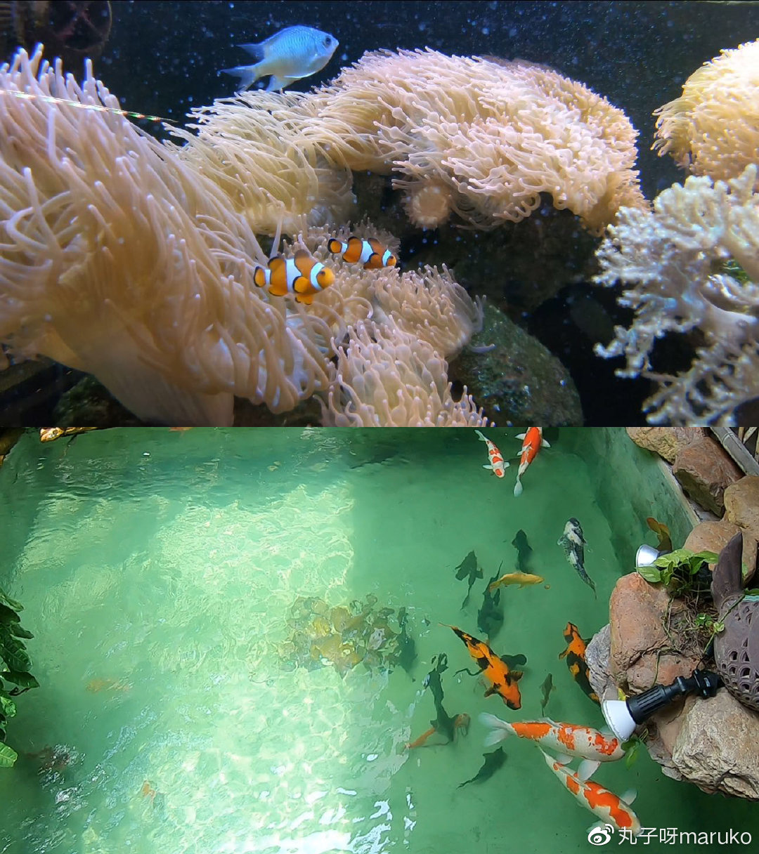 马来西亚槟城三天自助游求攻略,11月末马来西亚槟城旅游攻略