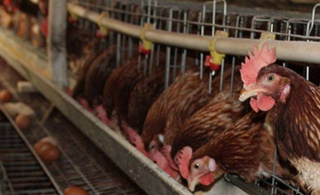 鸡肚子有蛔虫该怎么办?买什么药快速治疗?农村养鸡人有妙招