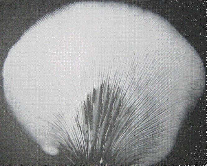 野生蘑菇用大蒜能鉴别有毒吗,野生蘑菇怎么鉴别