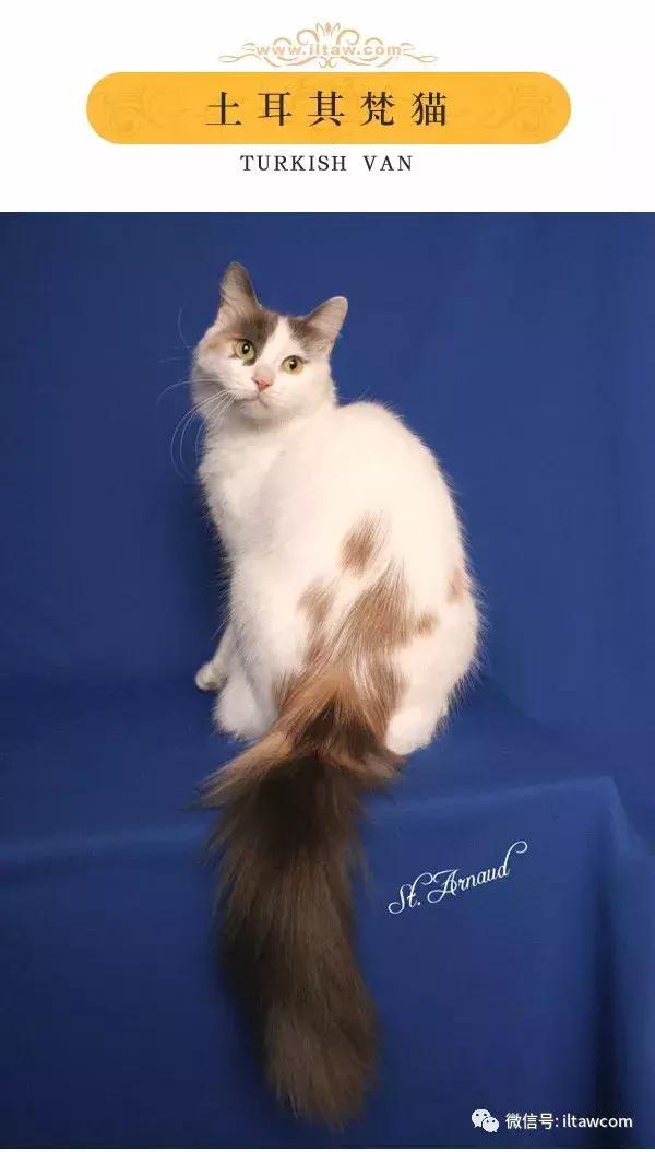 搜猫咪各种图片,世界猫咪图录