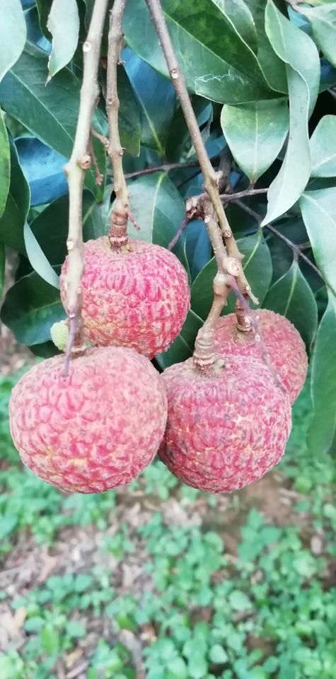 岭南明珠之秀丽高州