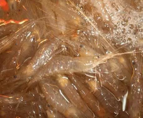 开海特价海鲜,开海的海鲜视频