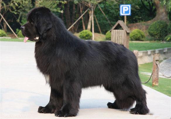 全世界100种名贵狗,世界上46多种名狗图文说明