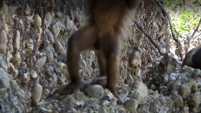 蛤、蚶、蛏、蚝、蚬有什么区别？这是一群美味海怪与人类的故事