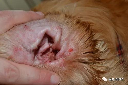 猫九爷：犬猫皮肤病的类型概述