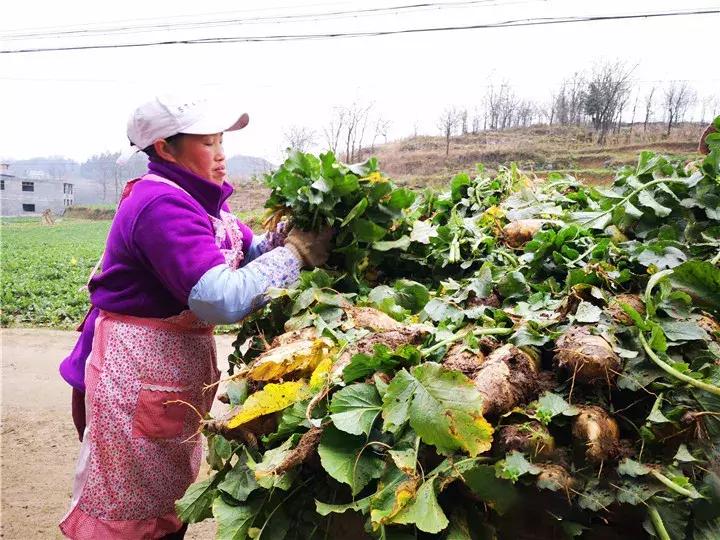贵州绿色农产品何以风行天下?从毕节一颗萝卜出口迪拜的跨国之旅说起~