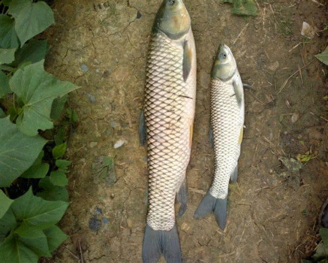 一种神奇钓法世代相传能钓各种鱼,四川钓谷麦的正确方法