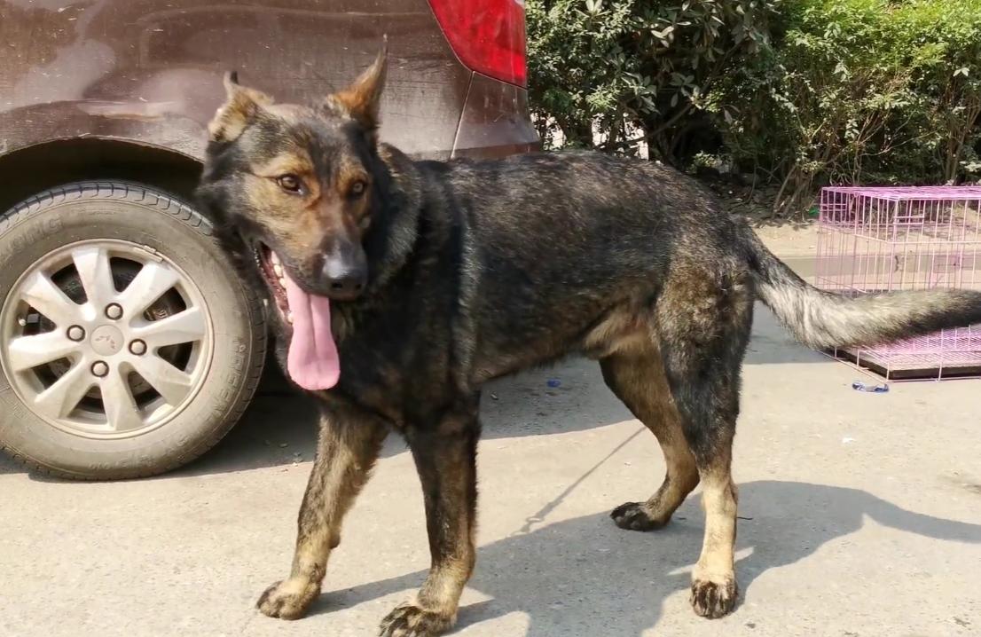 凶狠的东德,黑色的昆明犬和黑色的东德