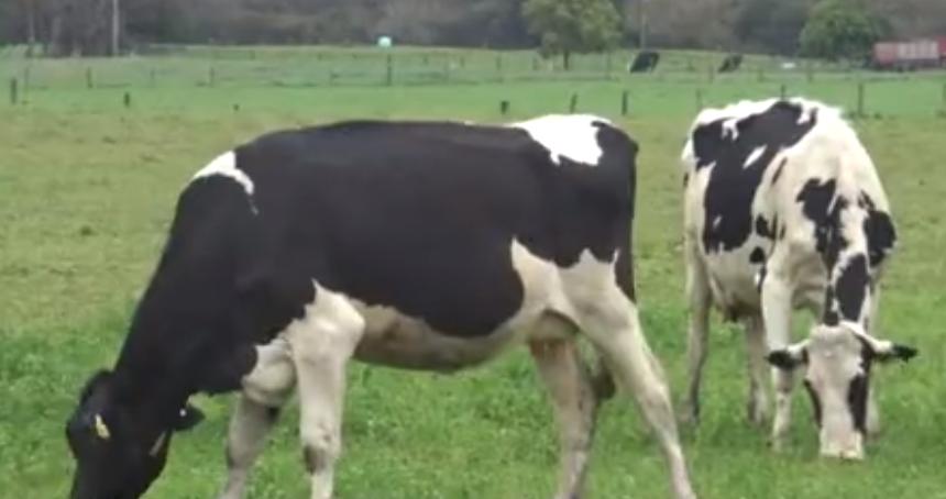 中国代购的前景和现状,中国代购澳大利亚奶粉