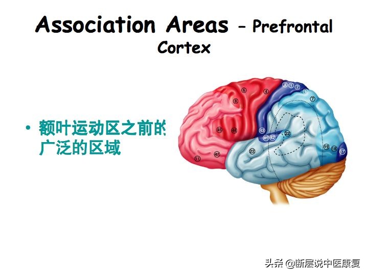 中枢神经系统断层解剖讲解,中枢神经3d解剖动画