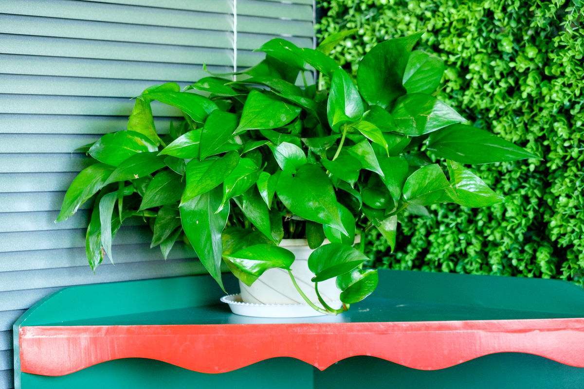 大叶绿萝半死不活的怎么处理,绿萝是不是冬天难养